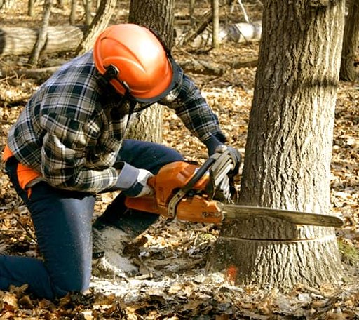 Tree Removal in Nazlini, AZ